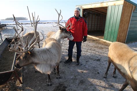 Raising and Renting Reindeer - American Profile