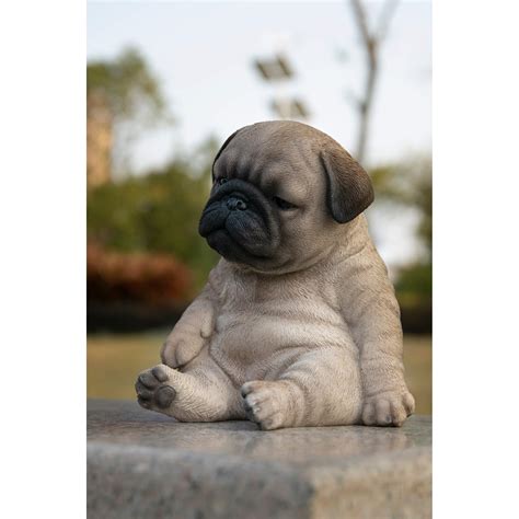 Tan Pugs Puppies