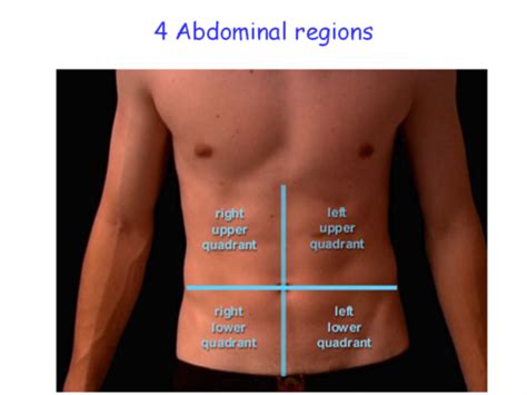 The Muscles Of The Anterior Abdominal Wall Flashcards Quizlet