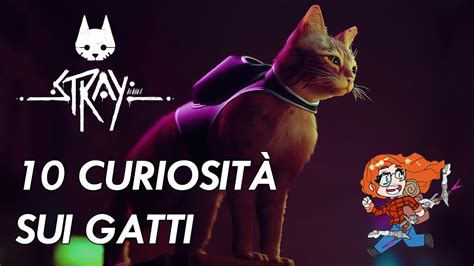 Curiosit Che Forse Non Sapevi Sui Gatti Versione Stray