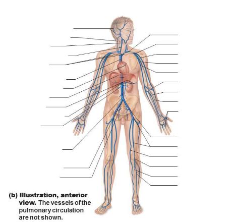 Veins body diagram Diagram | Quizlet