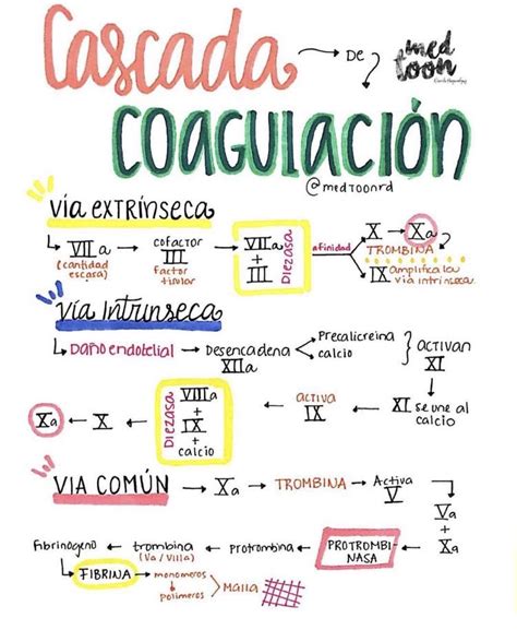 Pablo Sánchez on Twitter Cascada de la coagulación vía medtoonrd