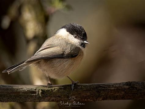 Willow Tit Vicky Outen Flickr