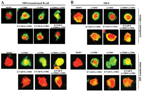 Subcellular Distribution Of Cytochrome C And AIF After Ligation Of