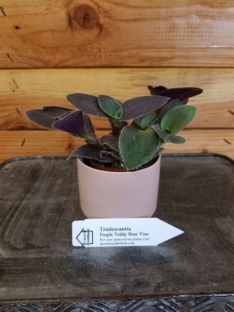 Tradescantia Sillamontana Purple Teddy Bear Vine, 2" Plant, The Plant