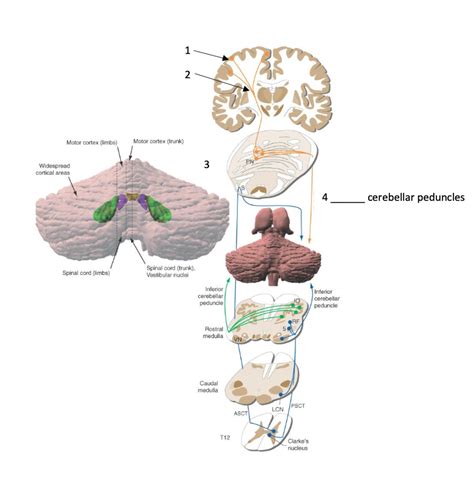 Cerebellum Diagram | Quizlet