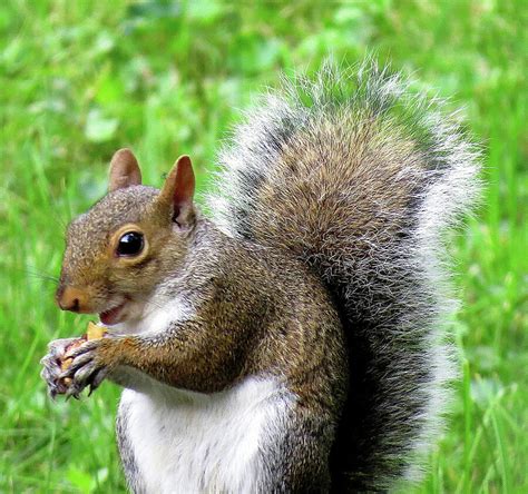 One Happy Squirrel Photograph By Linda Stern Fine Art America