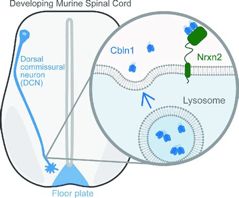 Cbln Secreted By Both The Floor Plate And Dcns Acts As An Attractive