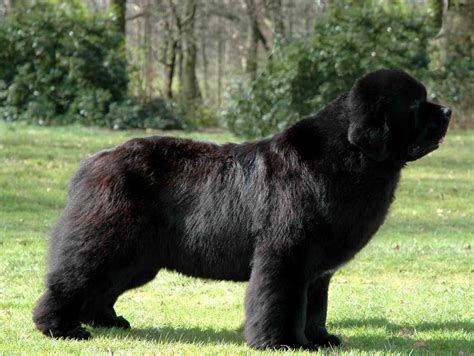 12 Large Dog Breeds ideas to save today | dog breeds, big dogs, i love