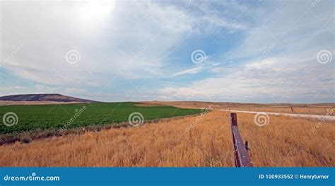 Uncut Alfalfa Field In Montana Usa Stock Photo Image Of Field