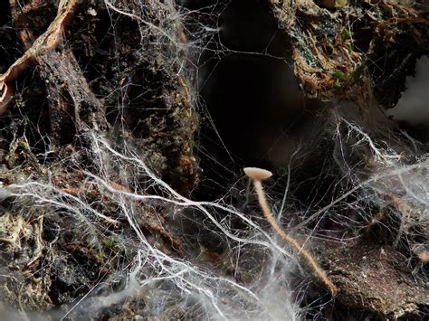 Join the Mycelium Composting Network — Old Tree Soil