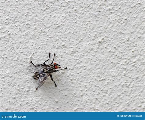 11,054 Fly Wall Photos - Free & Royalty-Free Stock Photos from Dreamstime