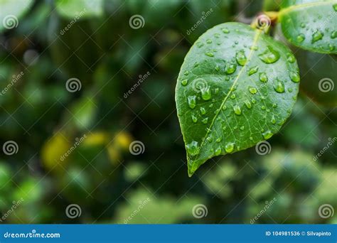 Hoja Verde Con Descensos Del Agua De Lluvia Foto De Archivo Imagen De