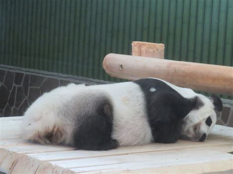 神戸市立王子動物園（公式） On Twitter おはようございます！ 今日も良いお天気です😆 さてたんたんさんはというと、涼しいお部屋で