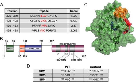 A Putative Sumo Interacting Motif In The B Spry Domain Of Rhesus