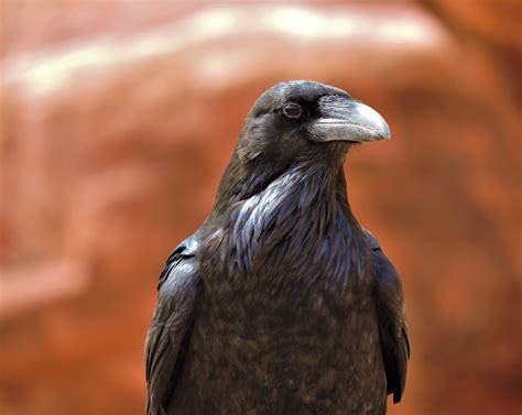 Bears Ears National Monument | Desert Raven