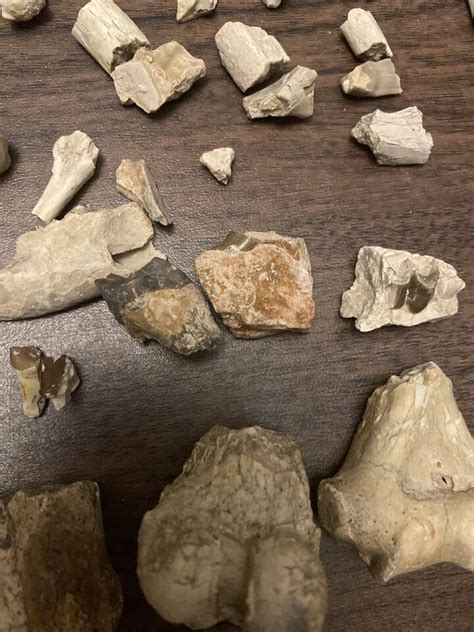 Fossil Oreodont Vertebrae And Bones Lot White River Oligocene Mammal