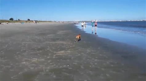 Human Remains Found on Dog Beach Outside Ocean City