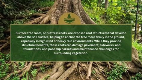 Invasive Vs Surface Tree Roots Signs Differences Effects And How To