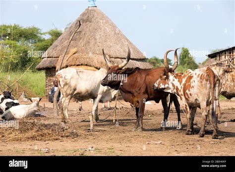 Nuer Cattle Hi Res Stock Photography And Images Alamy