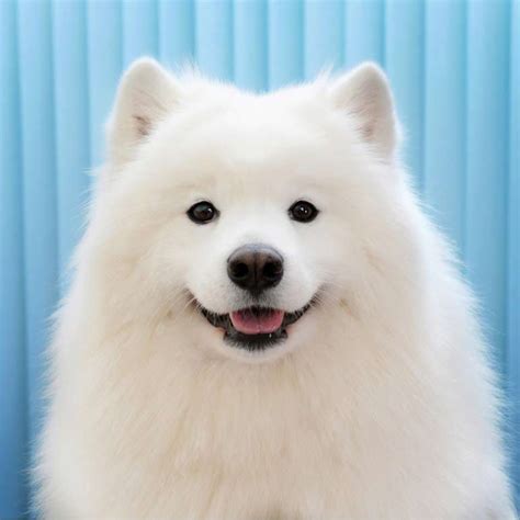 These 25 Cute Dog Breeds Are Guaranteed to Make You Smile | BeChewy