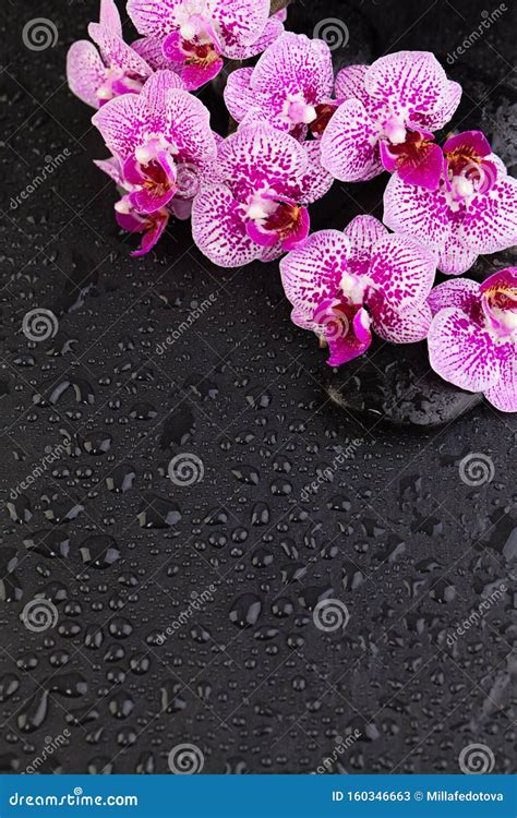 Spa Wellness And Massage Composition Background Border Orchid Flowers With Black Zen Stones