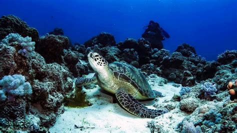 Ile Maurice S Jour Plong E Combin Le Maurice Et Le De La