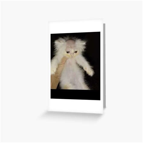 "bald cat meme" Greeting Card by nainoalequan | Redbubble