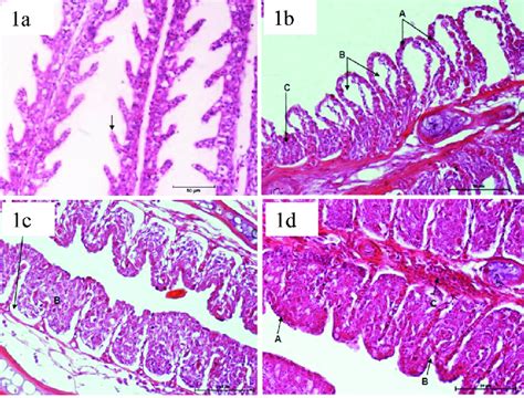 The Gills Of A Testudineus Exposed To Different Concentrations Of