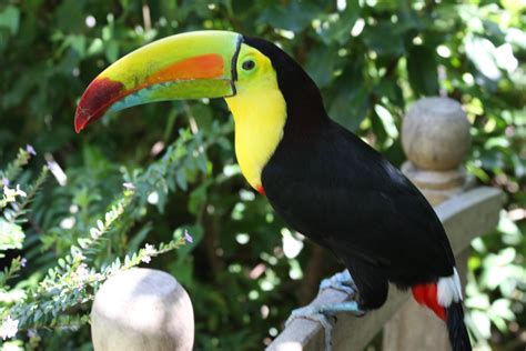 toucan, Parrot, Bird, Tropical, 18 Wallpapers HD / Desktop and Mobile Backgrounds