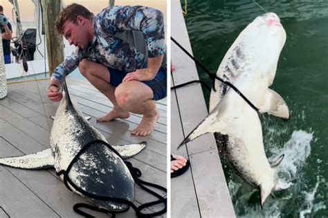 Watch Incredibly Rare Piebald Shark Caught In Florida Outdoor Life