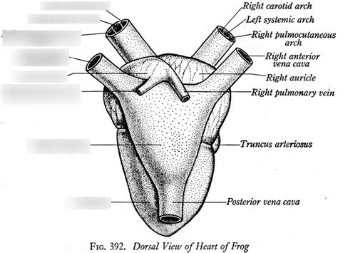 Frog Heart Diagram Back View