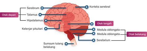 gambarkan otak manusia beserta bagian bagiannya