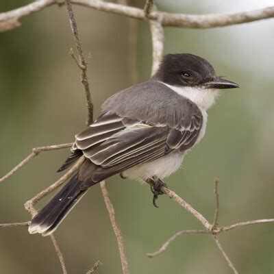 Loggerhead Kingbird (Tyrannus caudifasciatus) :: BirdWeather