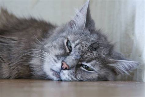 C Mo Hacer Suero Casero Para Gatos Comida Para Gatos