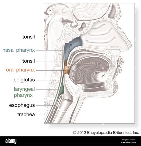 Pharynx Model Labeled