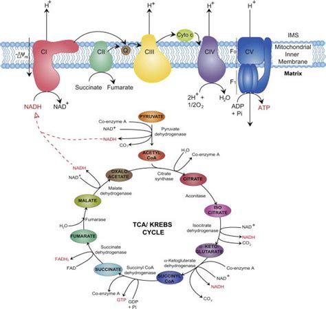 Bioenergetics Of The Electron Transport Chain And The TCA Kerbs Cycle