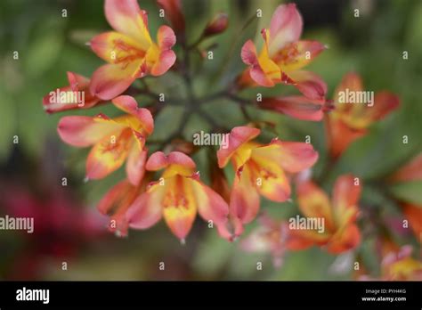 Flowers of India in Spring Stock Photo - Alamy