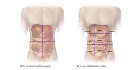 Quadrants And Regions Of Abdominopelvic Cavity Diagram Quizlet