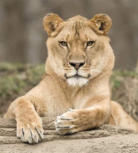 Lioness Portrait Royalty Free Stock Image Image 3975946