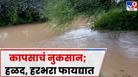 Buldhana Crop Loss बुलडाण्यात मुसळधार पावसामुळं कापूस पिकांचं नुकसान तर तुरहळदहरबरा फायद्यात