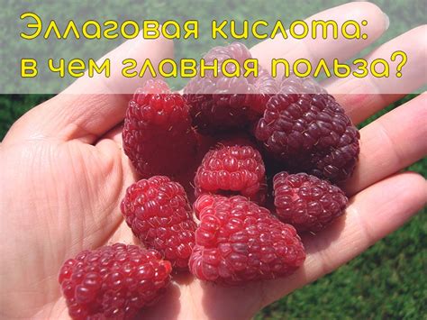 Эллаговая кислота: свойства, в каких продуктах содержится, польза