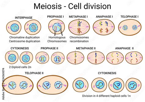 meiosis cycle cell division school supplies biology study stock
