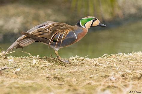 Baikal Teal Page