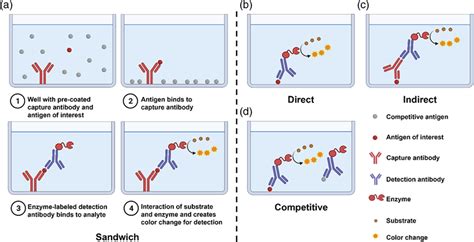 Basic Setup And Procedures Of Sandwich Elisa And Principles Of Direct