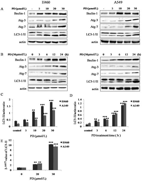 Effect Of Pd On Inducing Autophagy In Nci H And A Cells A And