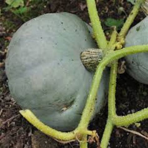 Blue Prince Pumpkin F1cmaxima Seeds Blue Pumpkin Crown Etsy