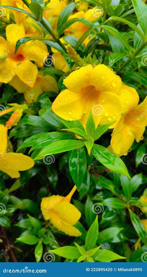 Allamanda Schottii With A Natural Background Also Called Allamanda