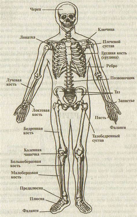 Кости и мышцы - Портал о скорой помощи и медицине