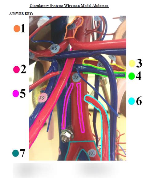 wireman model abdomen diagram quizlet